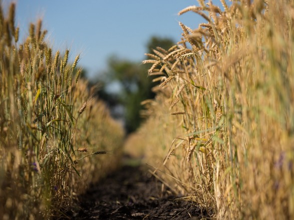 Осень 2023: Украина собрала уже 46,7 млн ​​тонн нового урожая