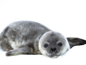 Возле станции «Академик Вернадский» уже родились 5 тюленят: полярники показали милые фото – фото 10