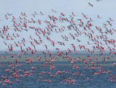 В Одесскую область прилетело рекордное количество розовых фламинго - фото 4