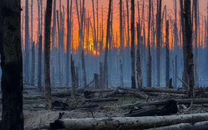Как выглядит сейчас злополучный Серебрянский лес: видео из "леса чудес"